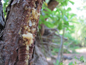 Pine beetle damage